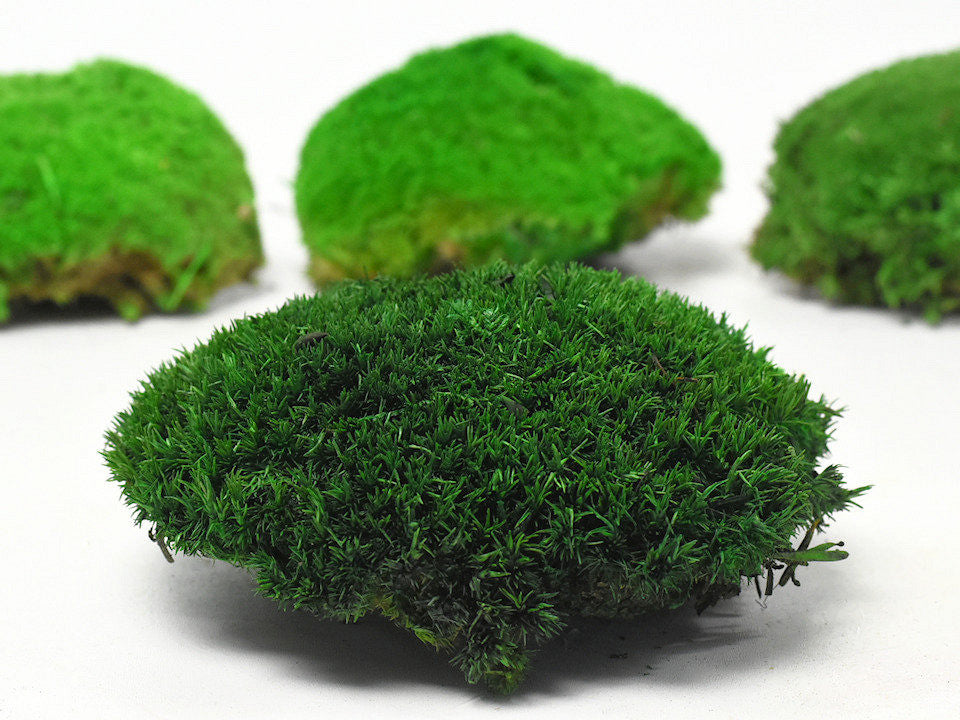 Bolmos Dark Green Sample