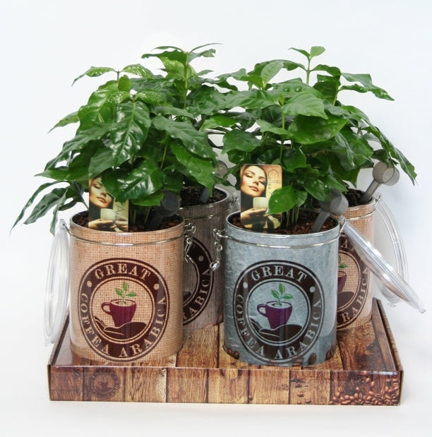 Coffea Arabica in a coffee lead tin