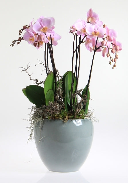 Phalaenopsis Package in Ceramic Rian Ice Blue