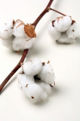 Cotton branches (Gossypium) with 6 balls per branch