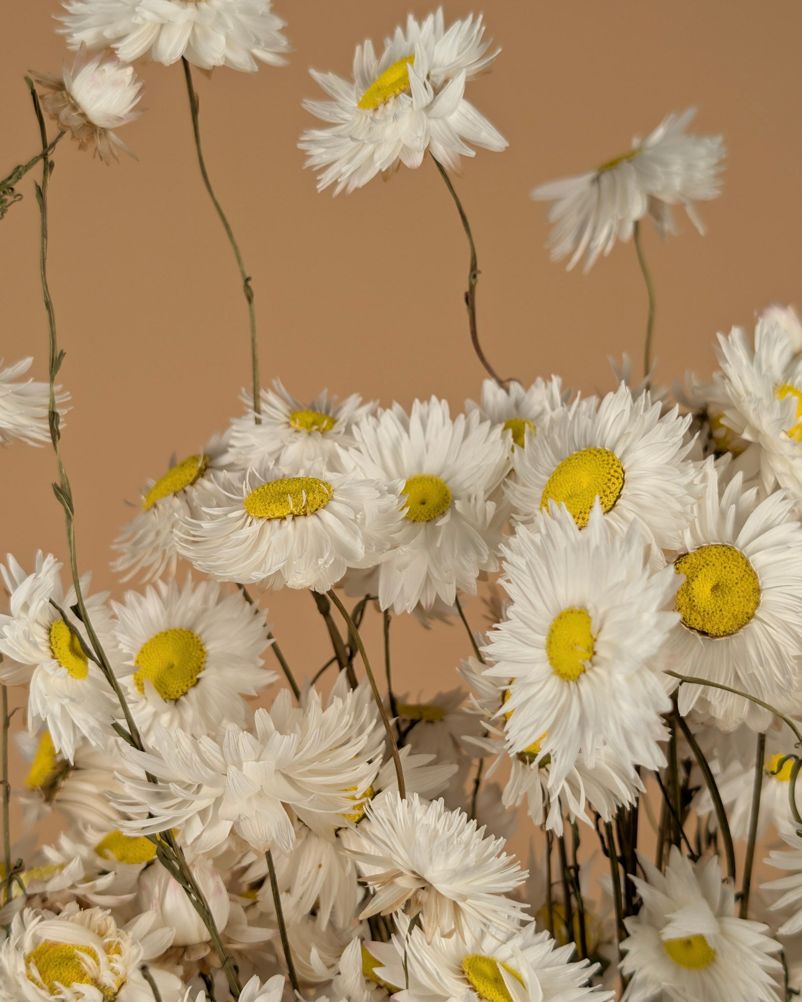 Dried acroclinium white