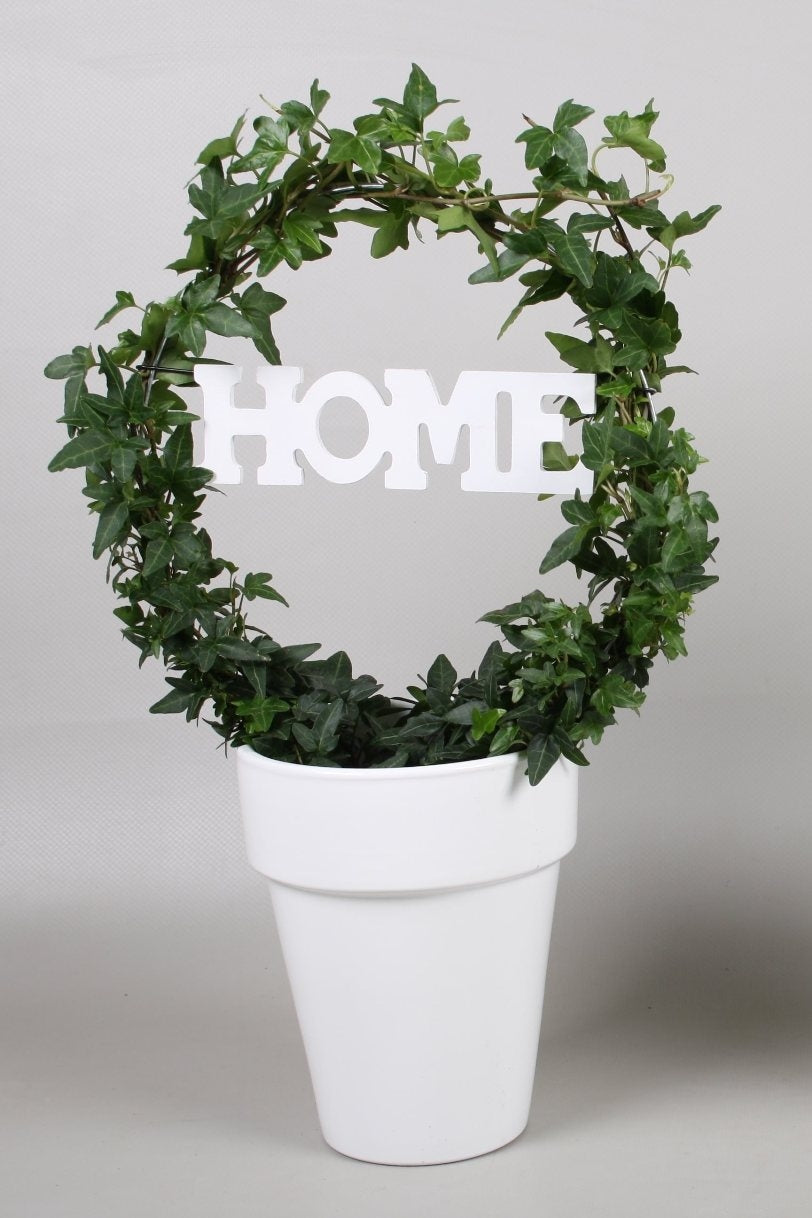 Hedera bowed in ceramic pot with home text