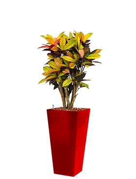 Croton Iceton in a plastic planter runner