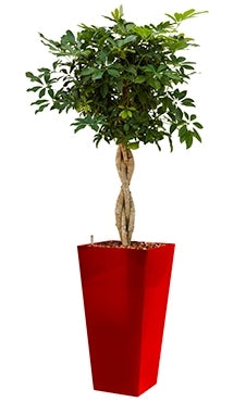 Schefflera Arboricola in a plastic planter runner