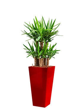 Yucca in a plastic planter runner