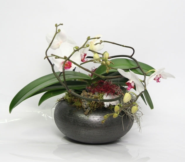 Phalaenopsis Artisto White Arrangement in a round scale