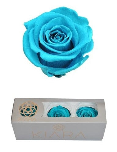Preserved aquamarine roses in a gift box