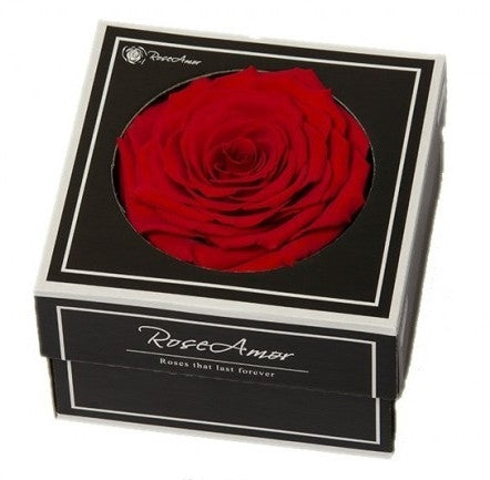 Preserved red rose in a gift box