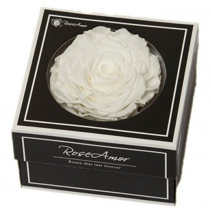 Preserved white rose in a gift box
