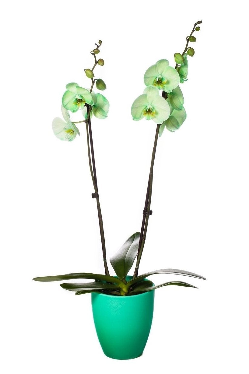 Phalaenopsis orchid colored 2 branches in ceramic change