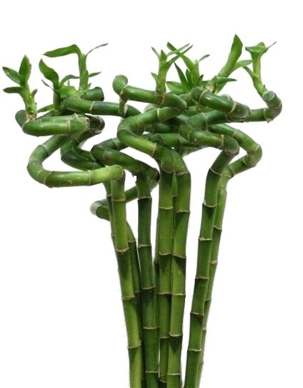 Lucky Bamboo Spiral Stems Long