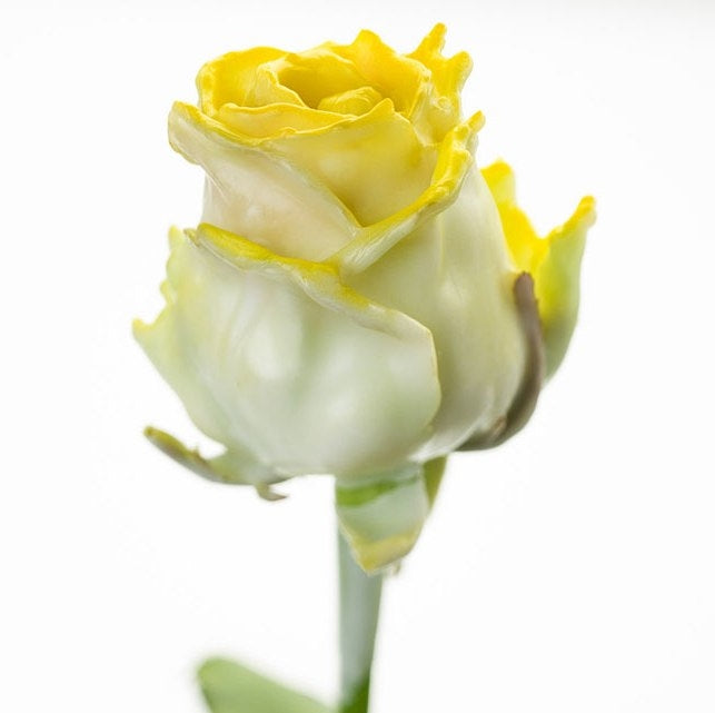 Bouquet de grandes roses de cire floreed blanches avec rougir jaune