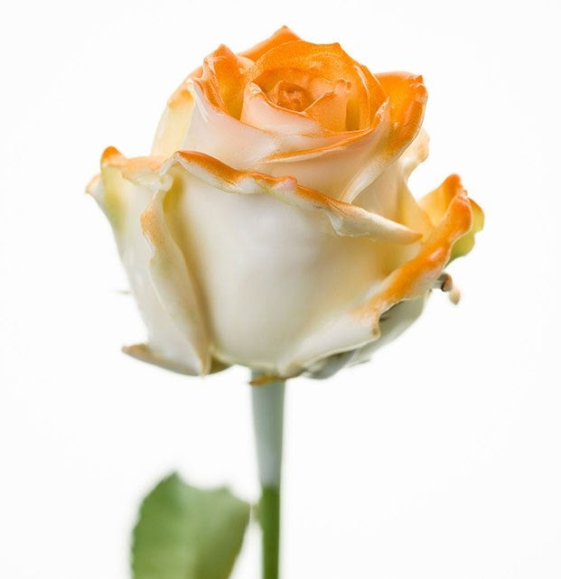 Bouquet de grandes roses de cire de fleurs blanches avec une fard à joues orange