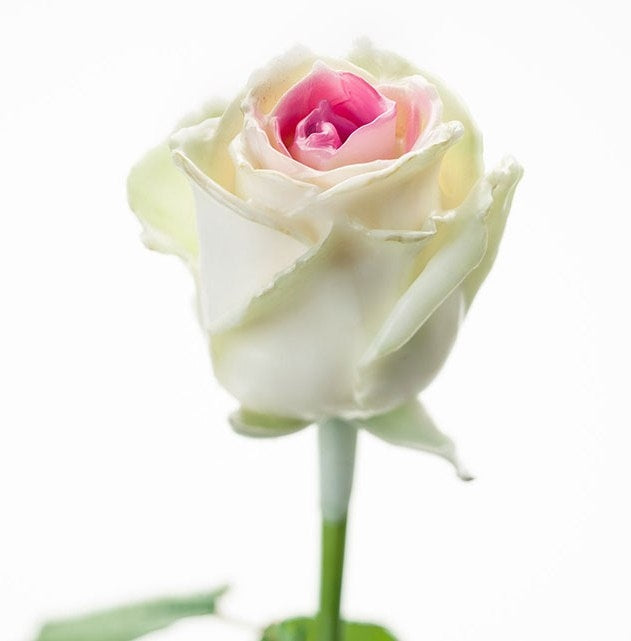 Bouquet de grandes roses de cire à flux blanc avec noyau rose