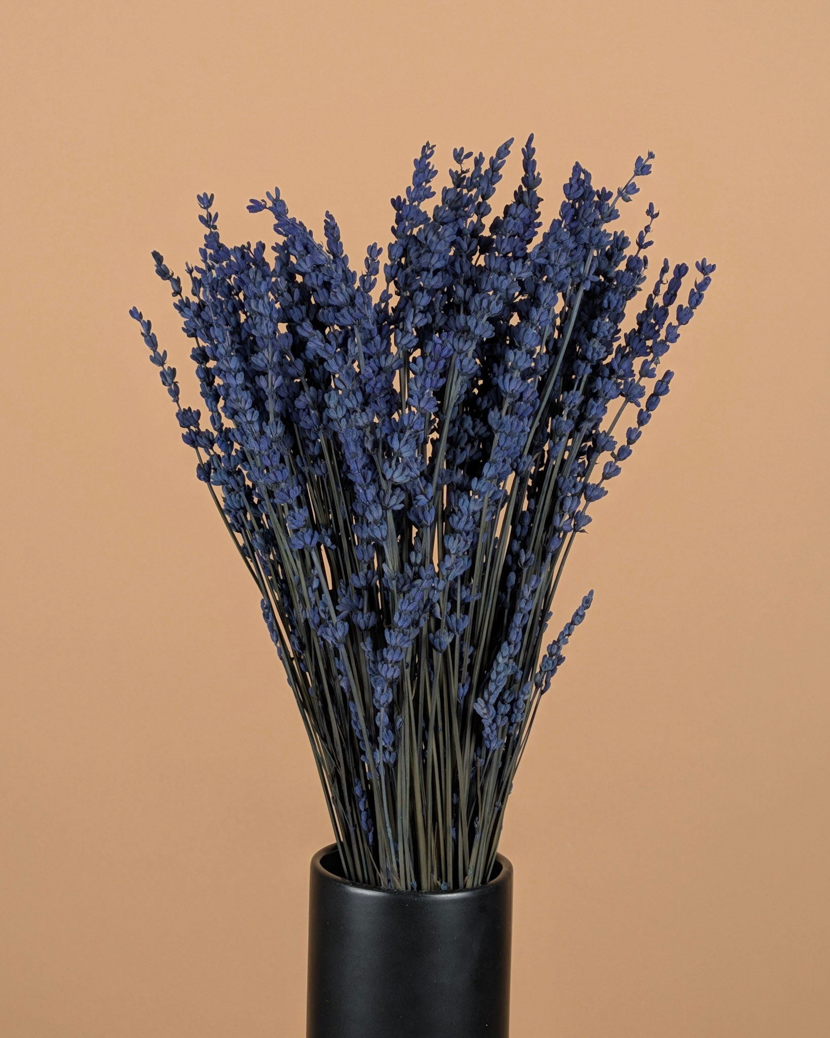 Lavendel Dark Blue Prevention