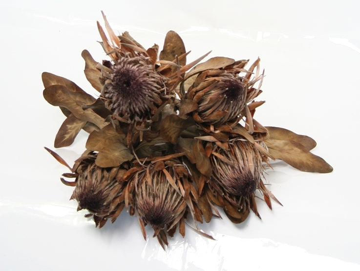 Protea séchée grande fleur