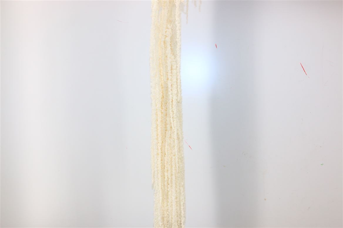 Séché amaranthus caudatus blanchi préservé