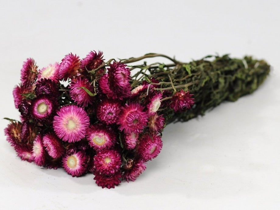 Helichrysum séché rose foncé