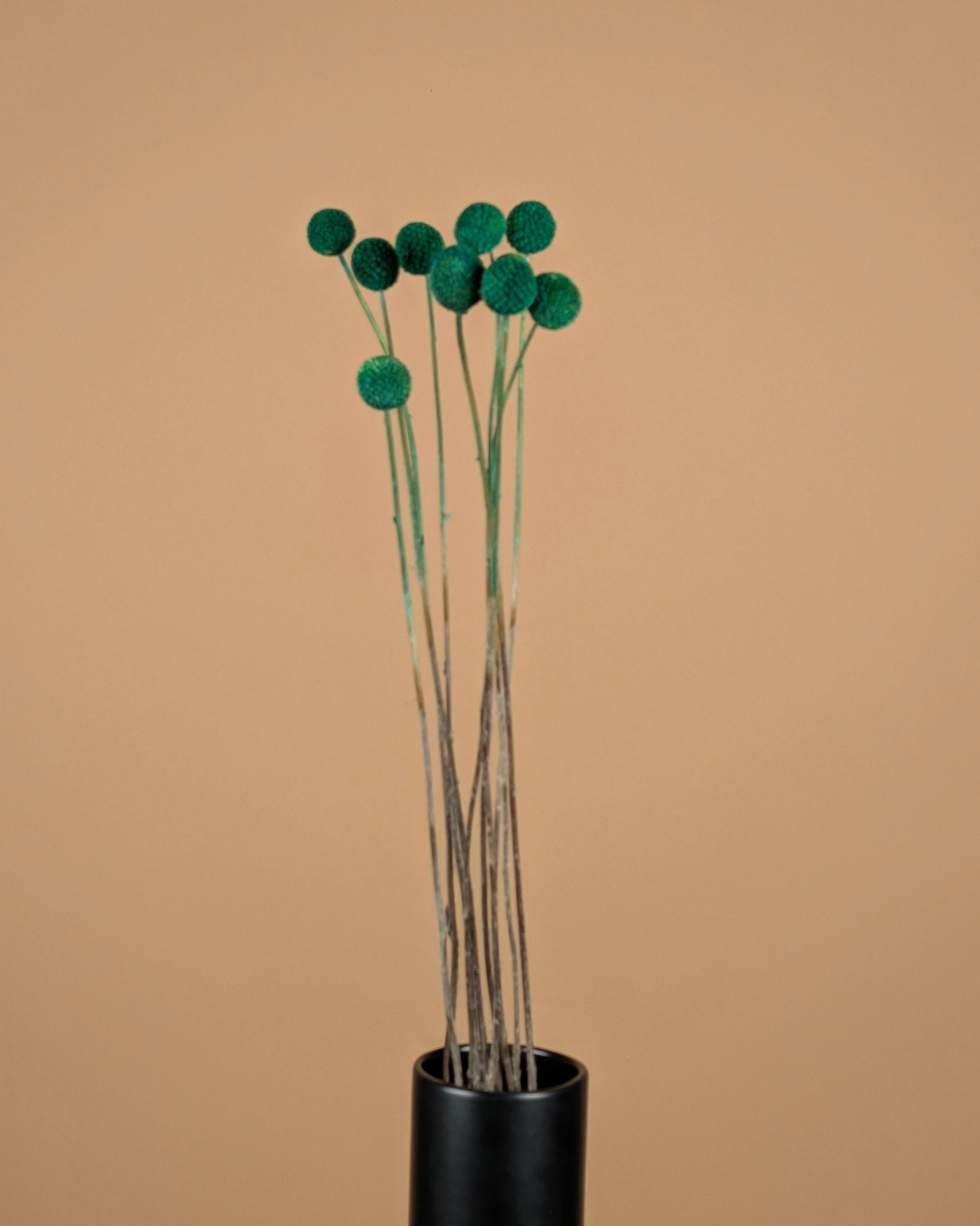 Craspedia Green séché (Billy Button)