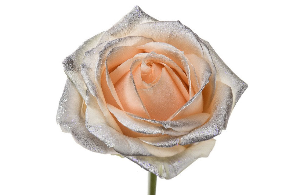 Bouquet de roses de pêche Grootblarie avec des blos d'argent