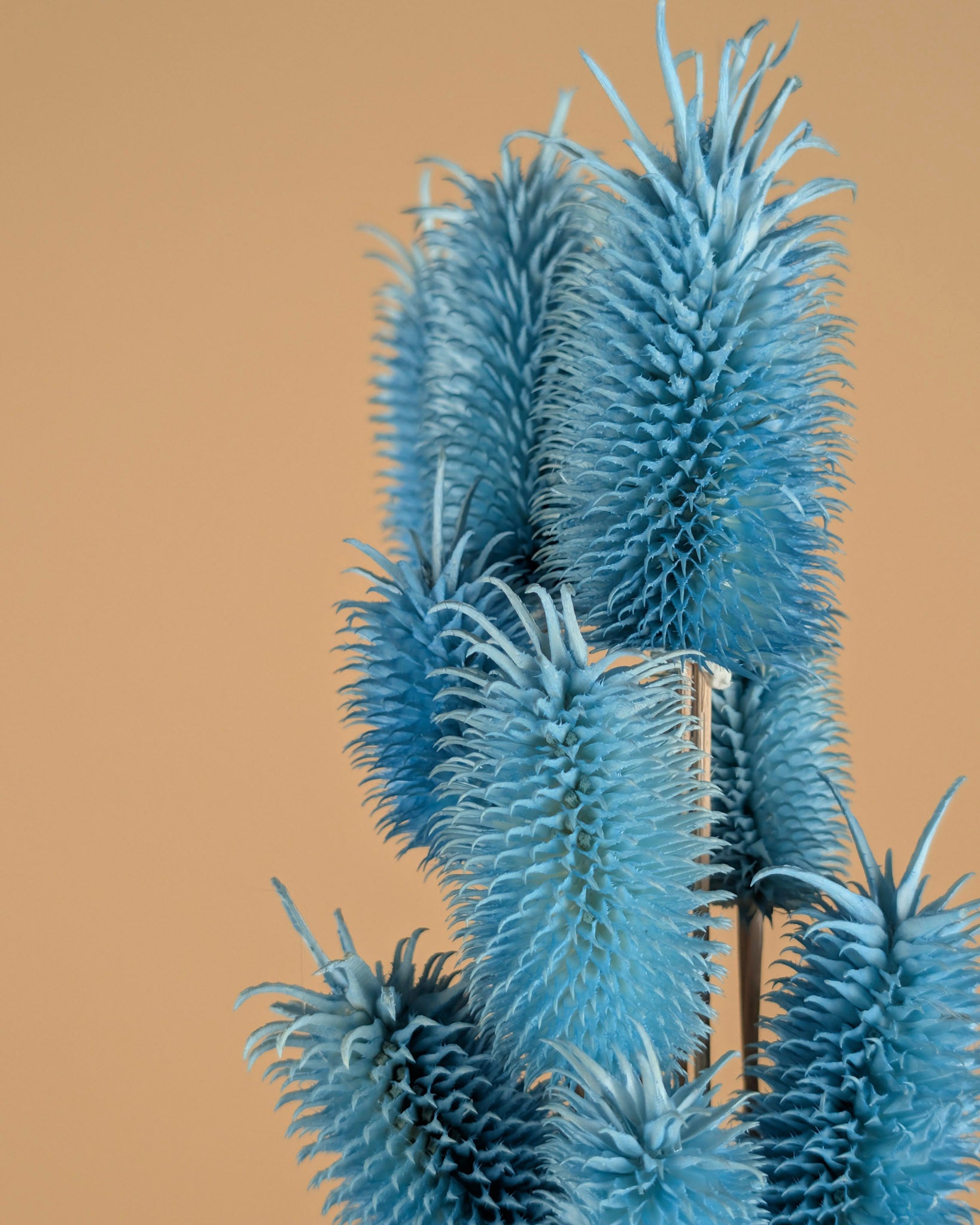 Gedroogde distel mini (cardi) – blauw