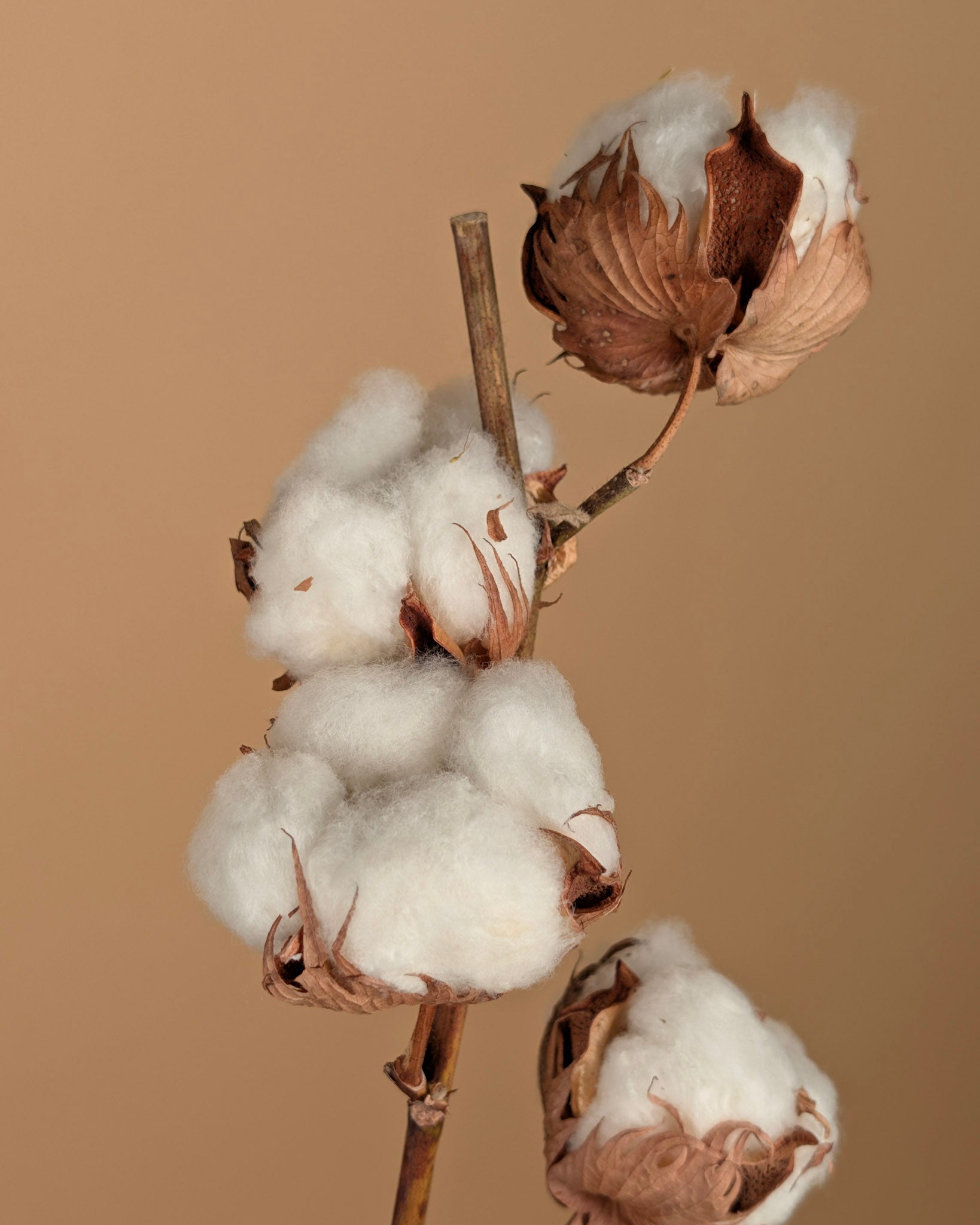 Baumwollzweige (Gossypium) mit 7 Kugeln pro Zweig