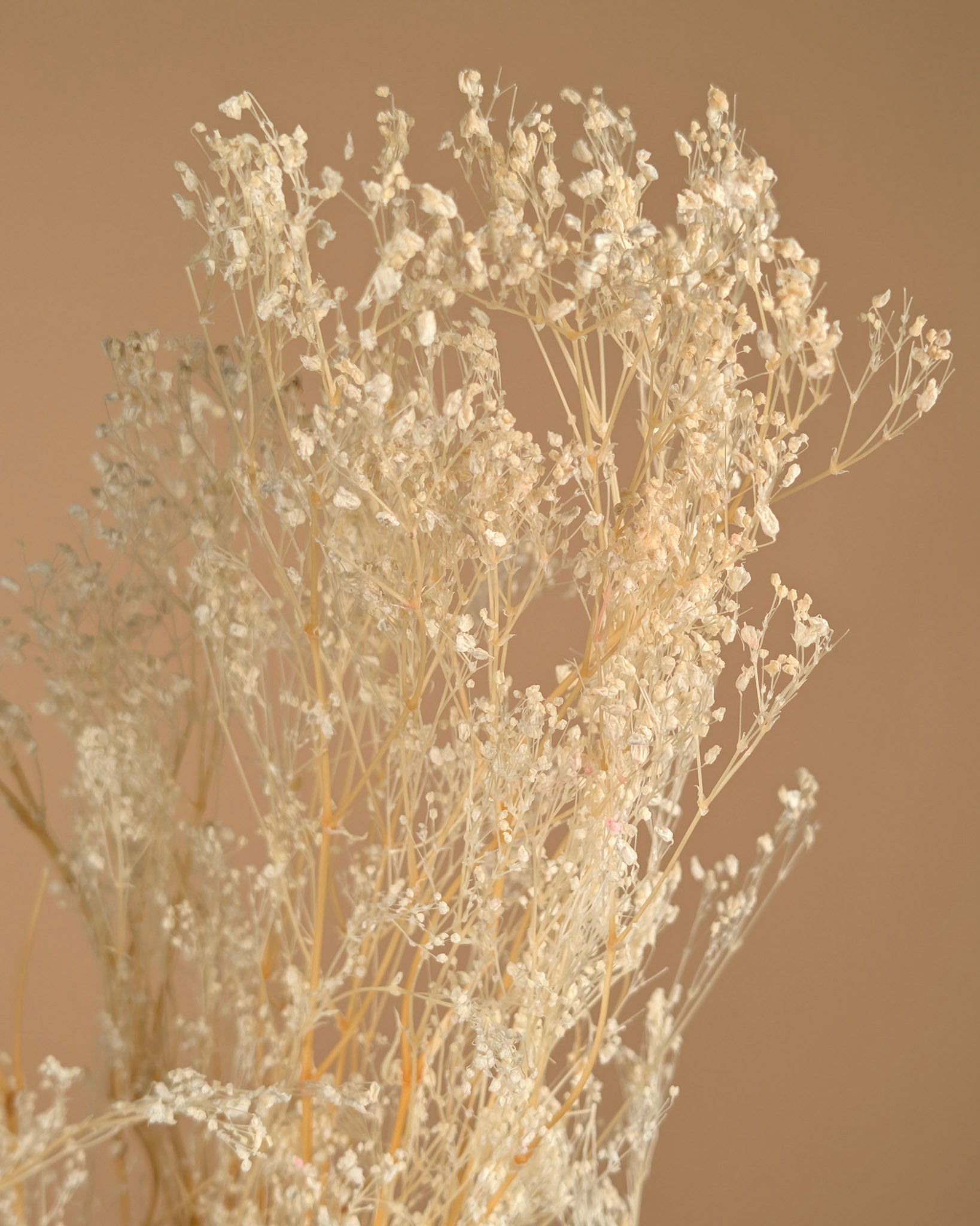 Gypsophila bleached dried (gypsum)