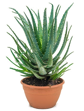 Aloe Vera spinosissima im Kultivierungsglas