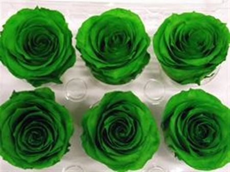 Erhaltte grüne Waldrosen in einer Geschenkbox