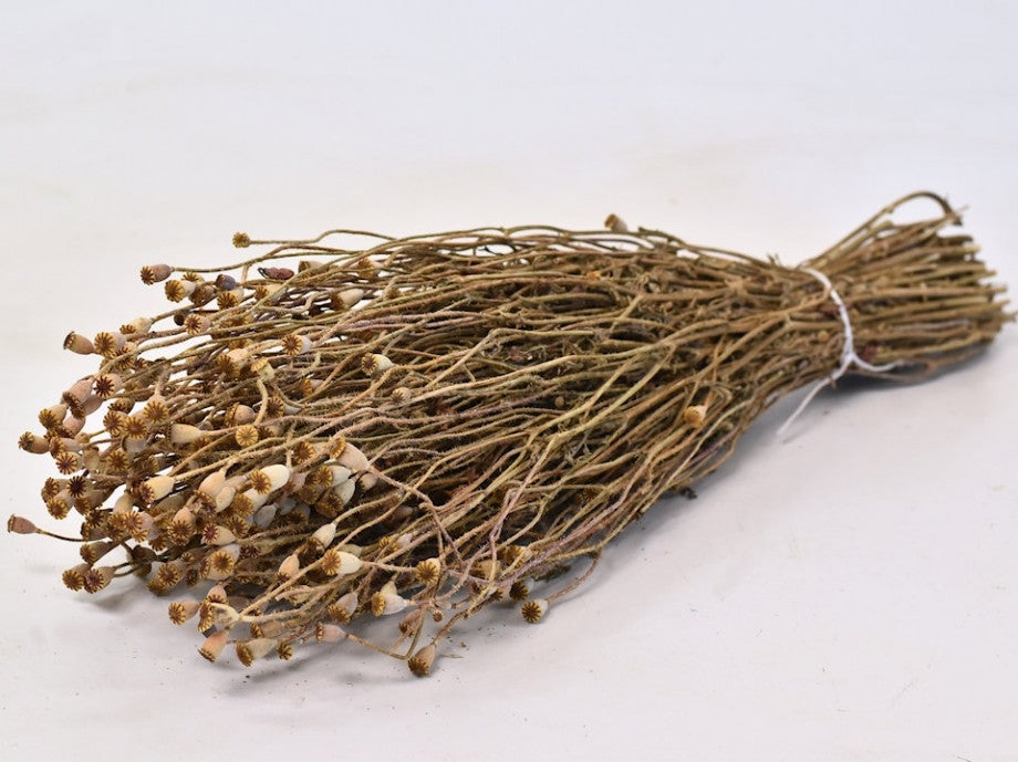 Getrockneter Papaver Mini