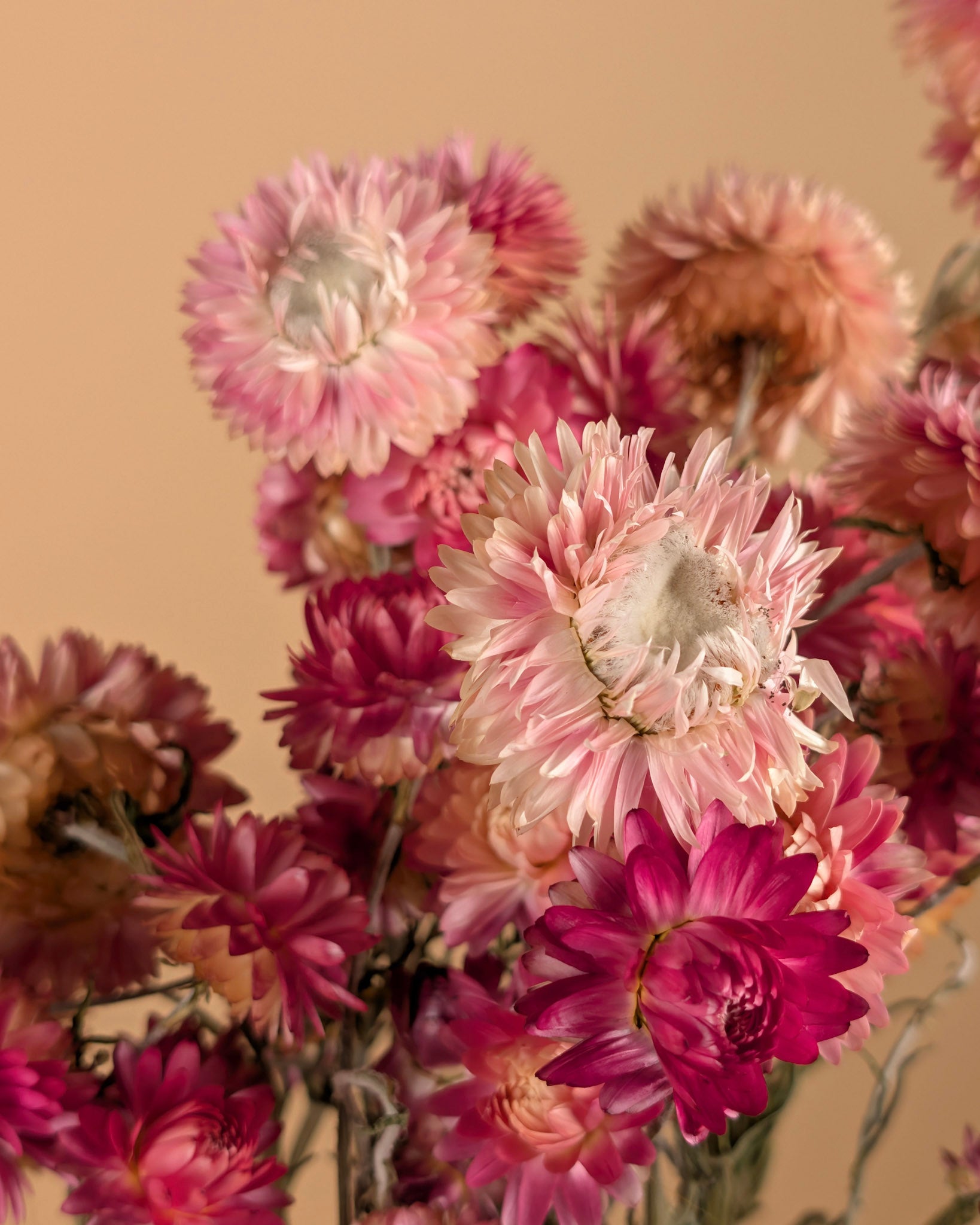 Dried Helichrysum Salmon