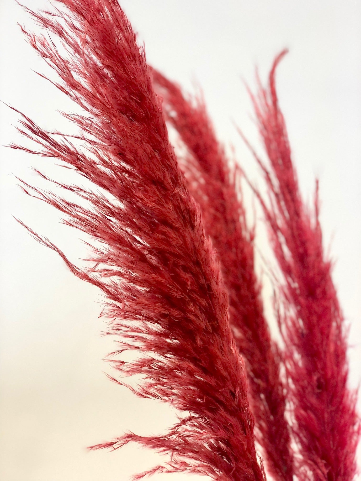 Pampas grass red dried
