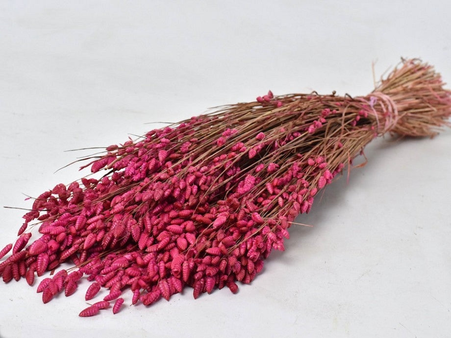 Briza Maxima Pink 100 grams