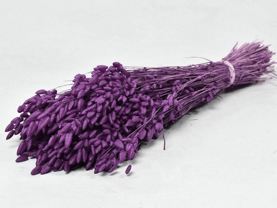 Briza Maxima Purple 100 grams