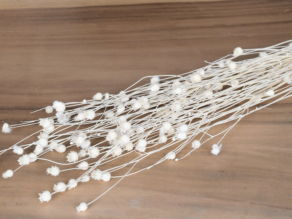 Centauro bleached 90 cm