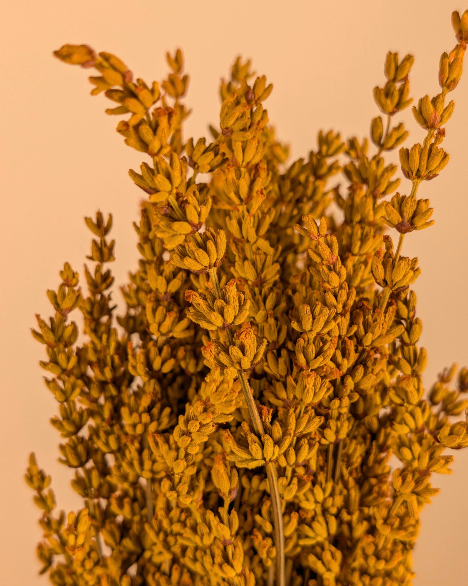 Botao Botton Dark blue dried