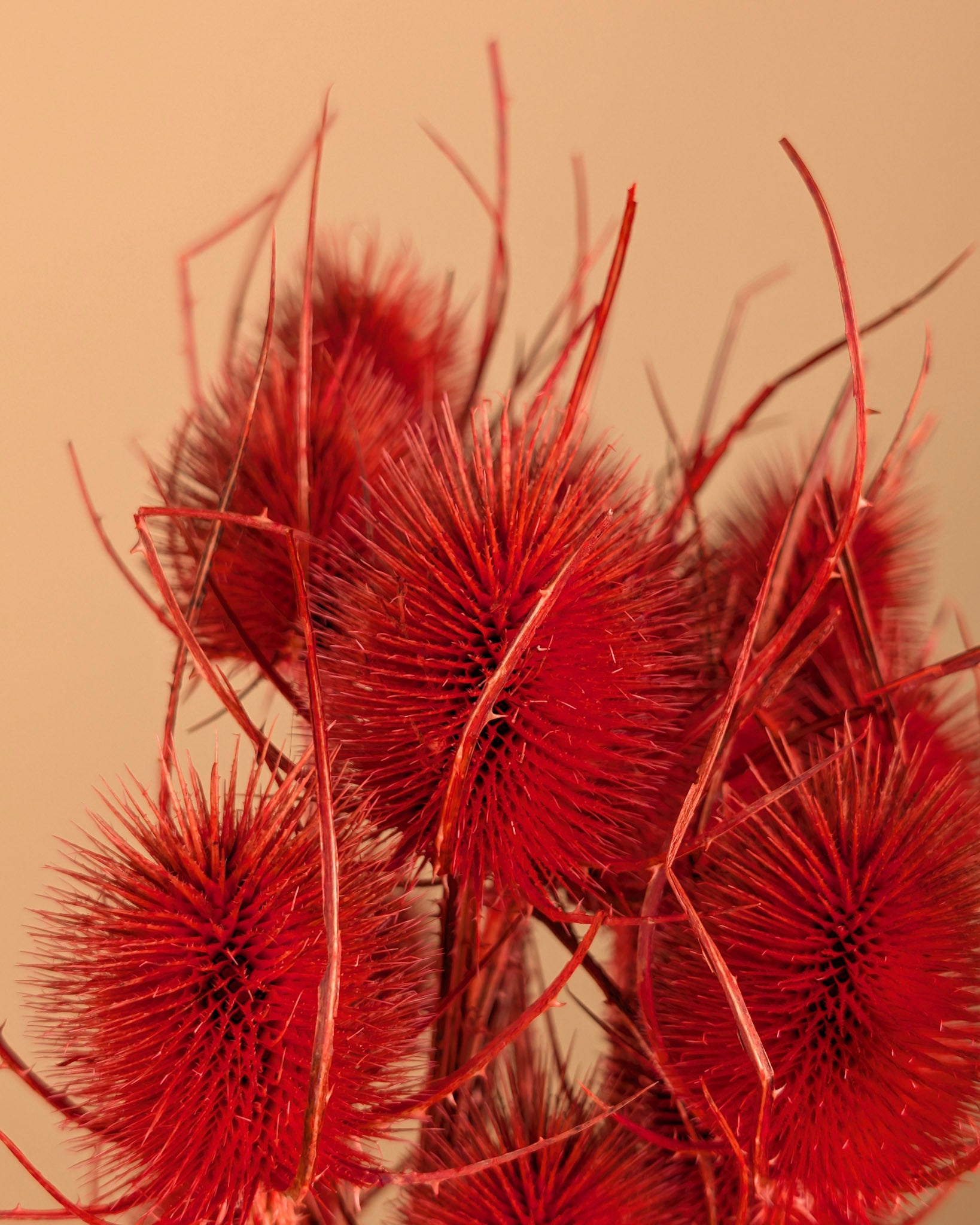 Cardoon séché Distel Oranje peint