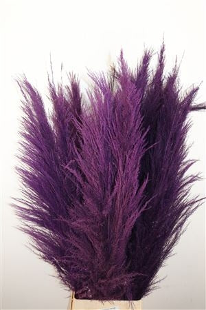 Pampas grass Purple well -filled plumes dried