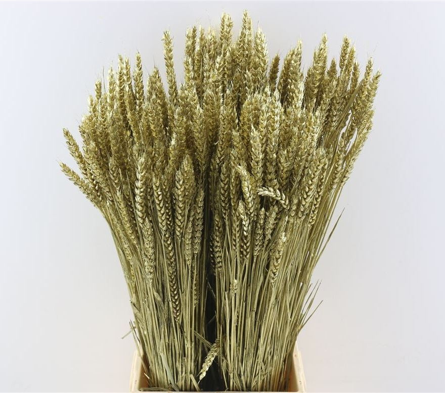 Dried wheat gold colorful