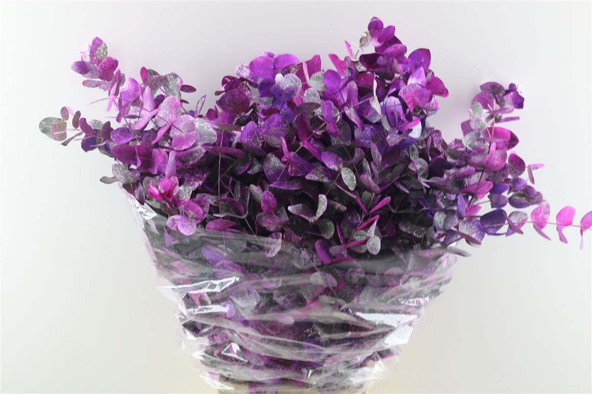 Eucalyptus cinerea picasso lilac per forest