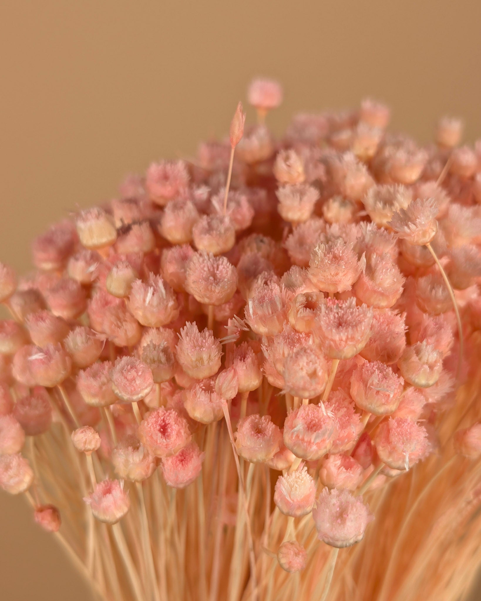 Getrocknete Cardoon Distel Oranje gemalt