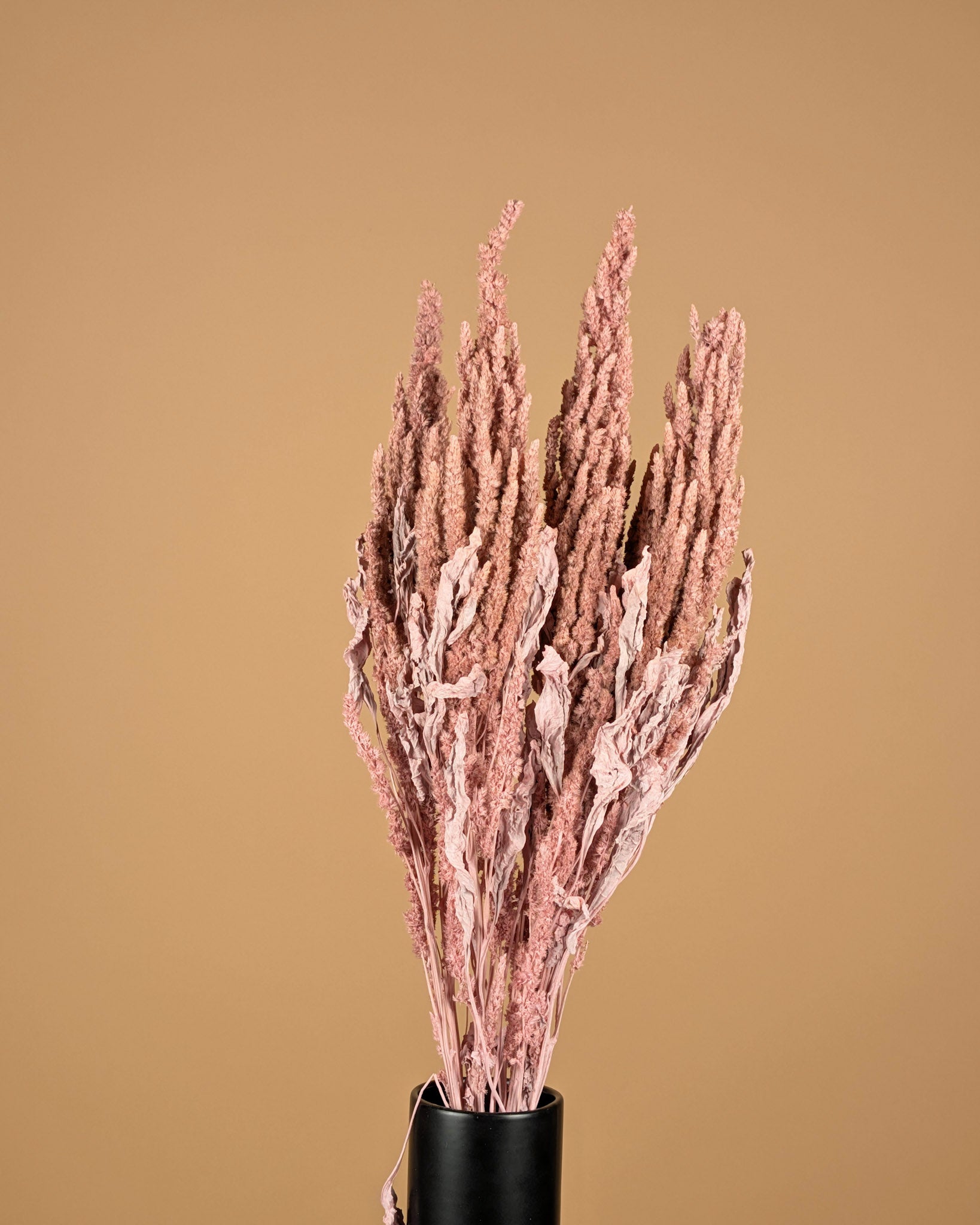 Séché amaranthus brut rose