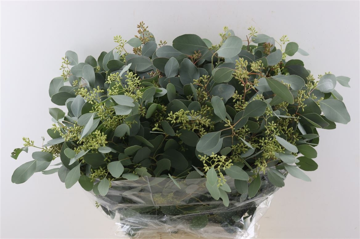 Eucalyptus populus per forest