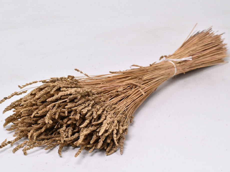 Cat Grass Bos de 200 grammes