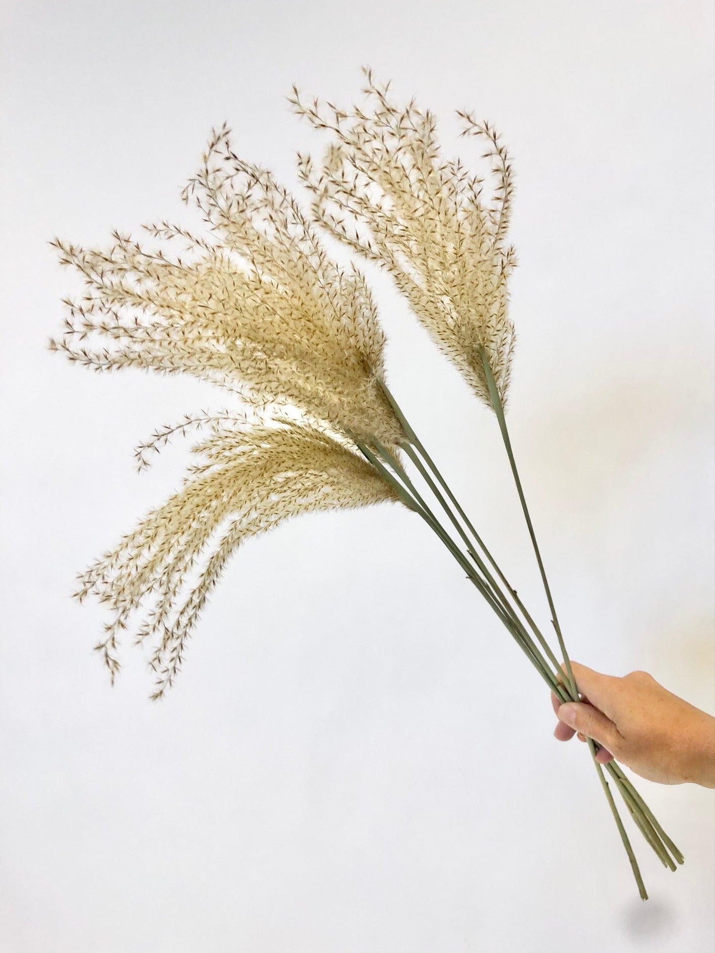 Fluffy Reed Gras Pluimen Naturel