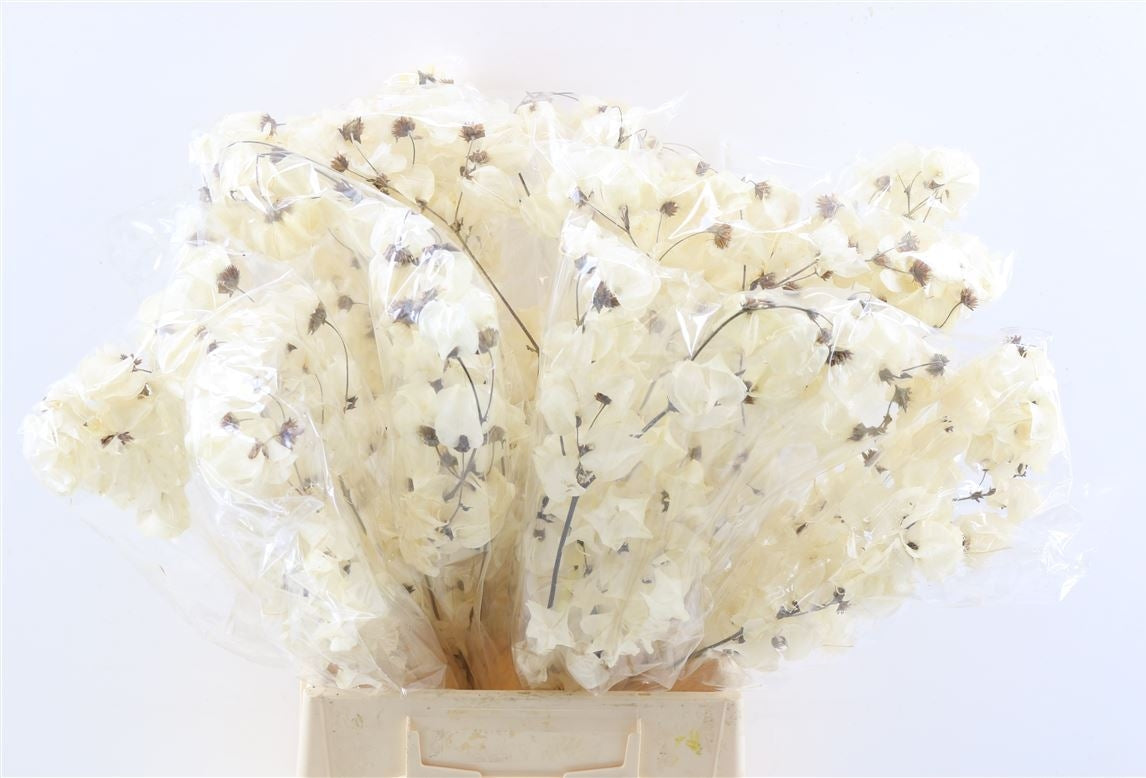 Bougainvillea blanchied