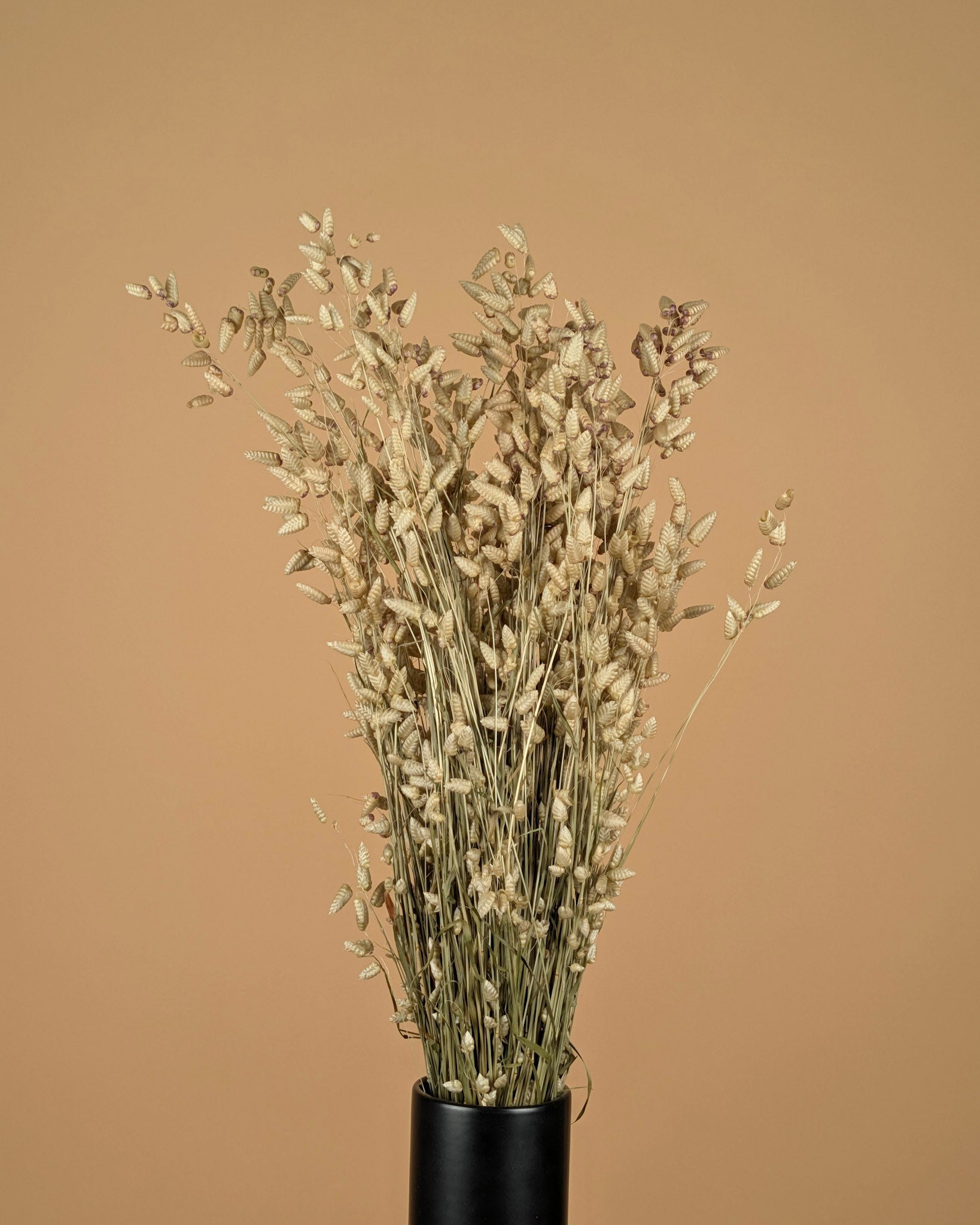 Briza Maxima getrocknet