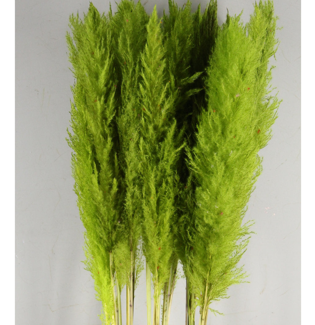 Pampas grass apple green soft plumes dried