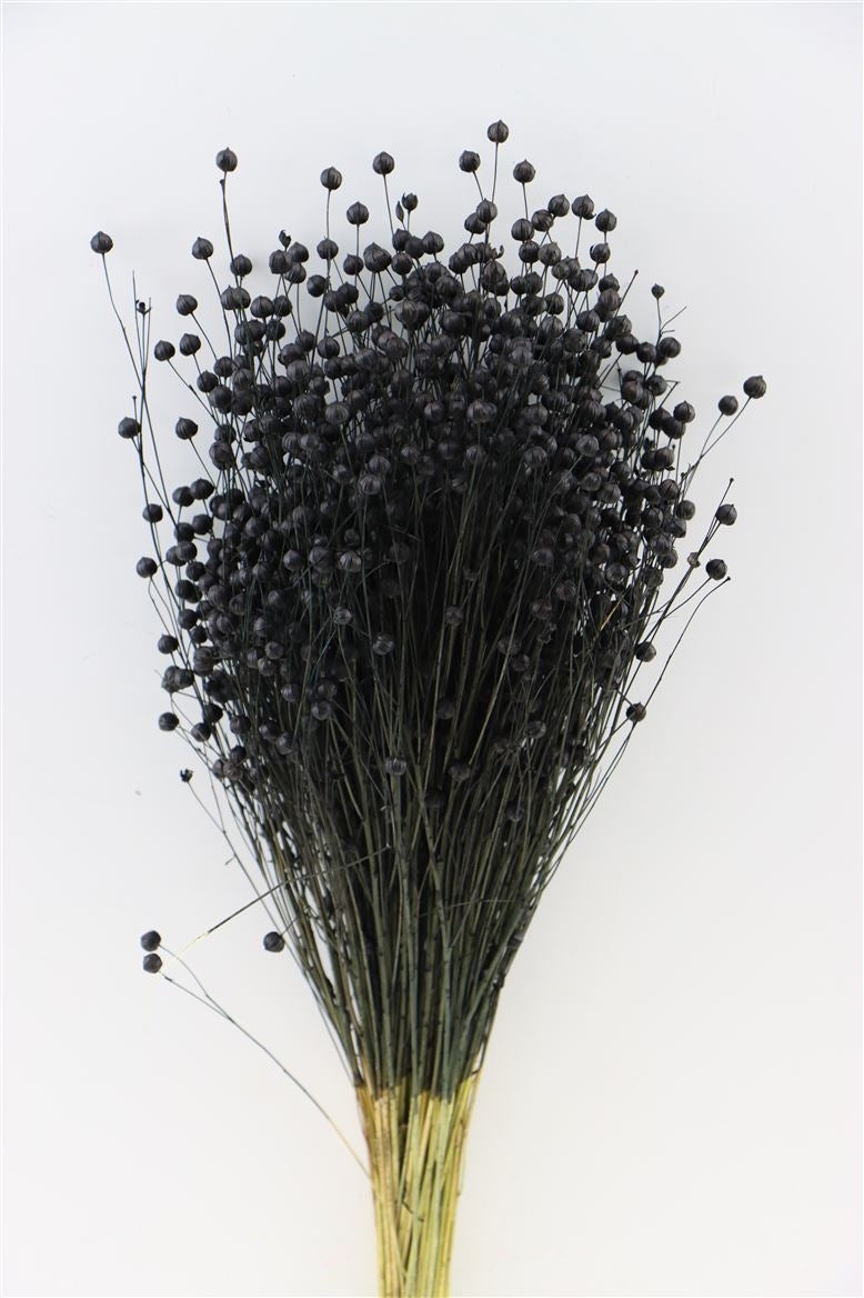 Getrocknete Lino Vlas Black 100 Gramm