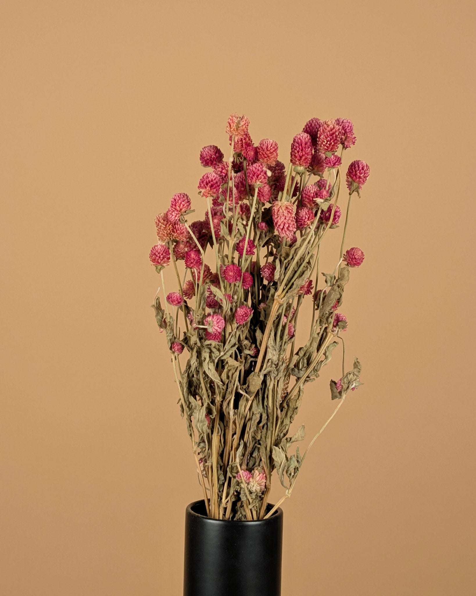 Dried Gomphrena Lila